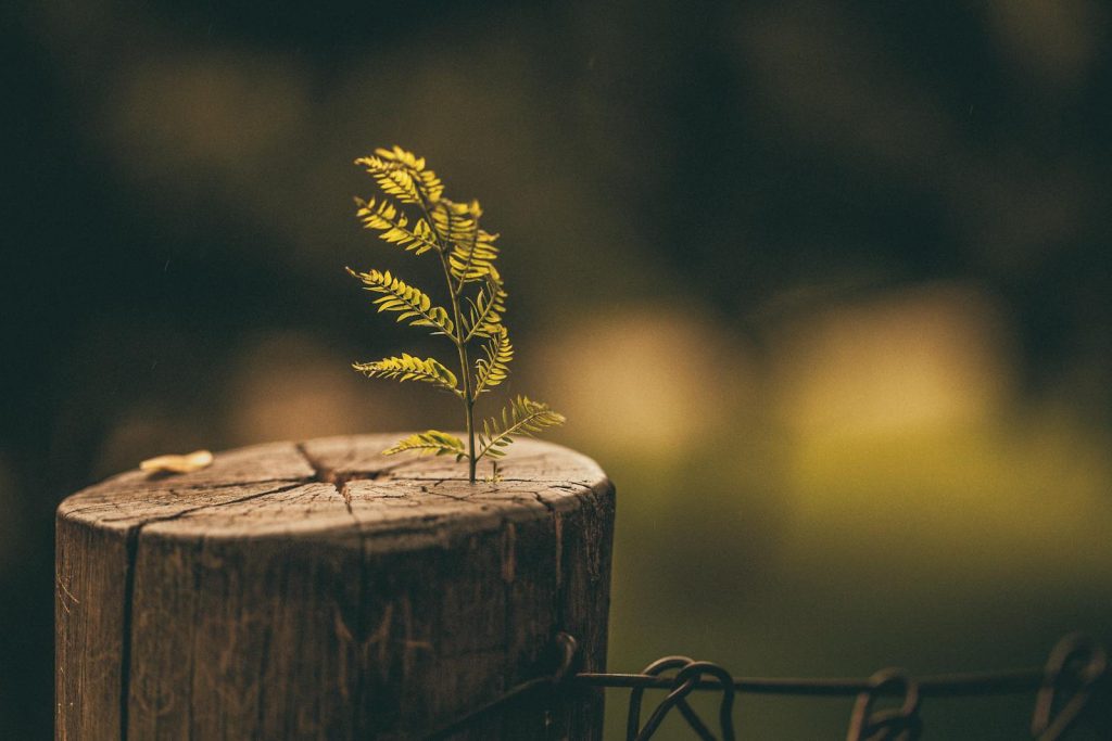 A small fern plant emerging from a tree stump symbolizes nature's resilience and growth. Photo by Lucas Pezeta